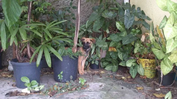 Cachorro ra a srd idade 2 a 6 meses nome não tem