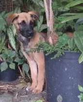 Cachorro ra a srd idade 2 a 6 meses nome não tem