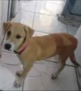 Aysha