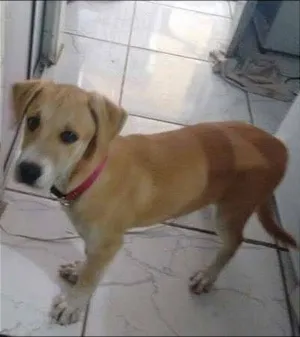 Cachorro raça vira lata idade 7 a 11 meses nome Aysha