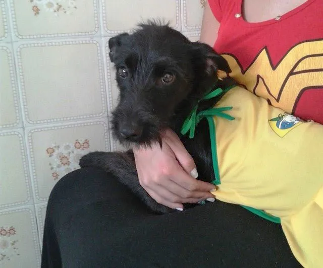 Cachorro ra a Vira-lata idade 1 ano nome Mafalda
