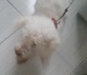 Cachorro raça POODLE idade 3 anos nome BIDU