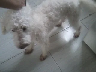 Cachorro ra a POODLE idade 3 anos nome BIDU