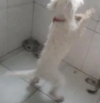 Cachorro ra a POODLE idade 3 anos nome BIDU