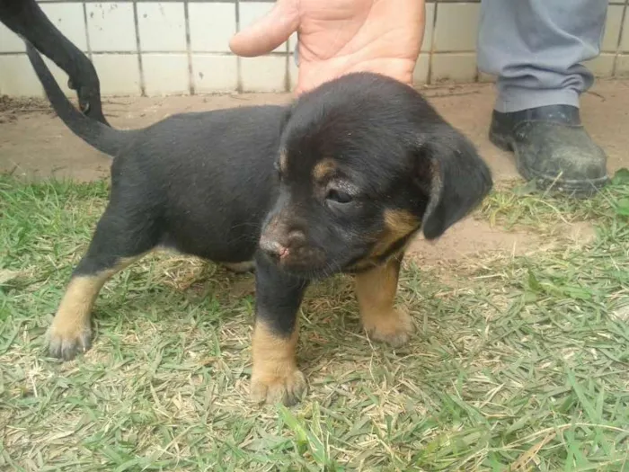 Cachorro ra a Sem raça idade Abaixo de 2 meses nome Sem nomes