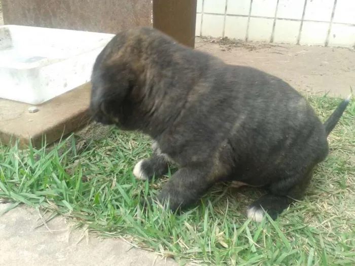 Cachorro ra a Sem raça idade Abaixo de 2 meses nome Sem nomes