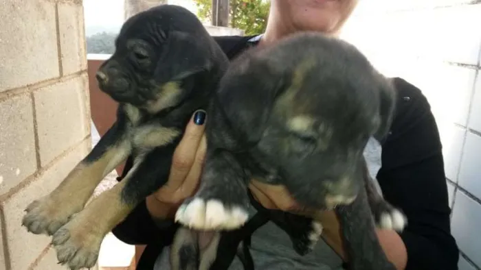 Cachorro ra a Sem raça idade Abaixo de 2 meses nome Sem nomes
