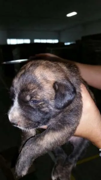 Cachorro ra a Sem raça idade Abaixo de 2 meses nome Sem nomes