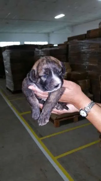 Cachorro ra a Sem raça idade Abaixo de 2 meses nome Sem nomes