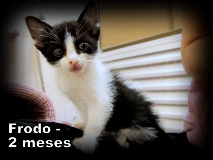 Gato ra a SRD idade 2 a 6 meses nome Frodo