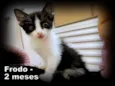 Frodo