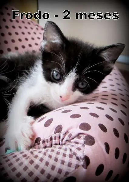 Gato ra a SRD idade 2 a 6 meses nome Frodo