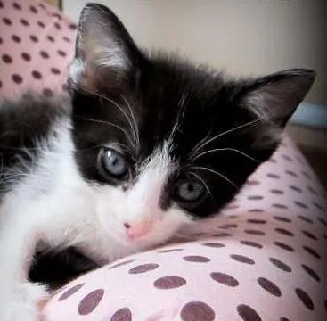 Gato ra a SRD idade 2 a 6 meses nome Frodo