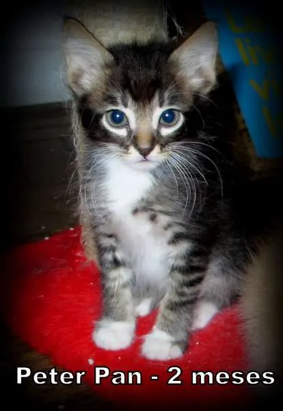 Gato ra a SRD idade 2 a 6 meses nome Peter Pan