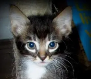 Gato raça SRD idade 2 a 6 meses nome Peter Pan