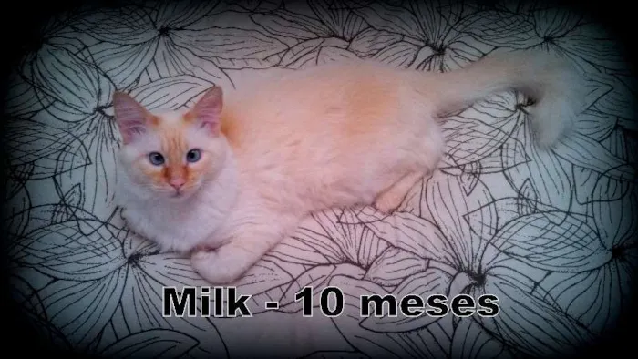 Gato ra a SRD idade 7 a 11 meses nome Milk