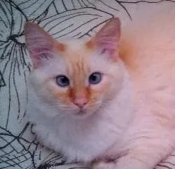 Gato ra a SRD idade 7 a 11 meses nome Milk