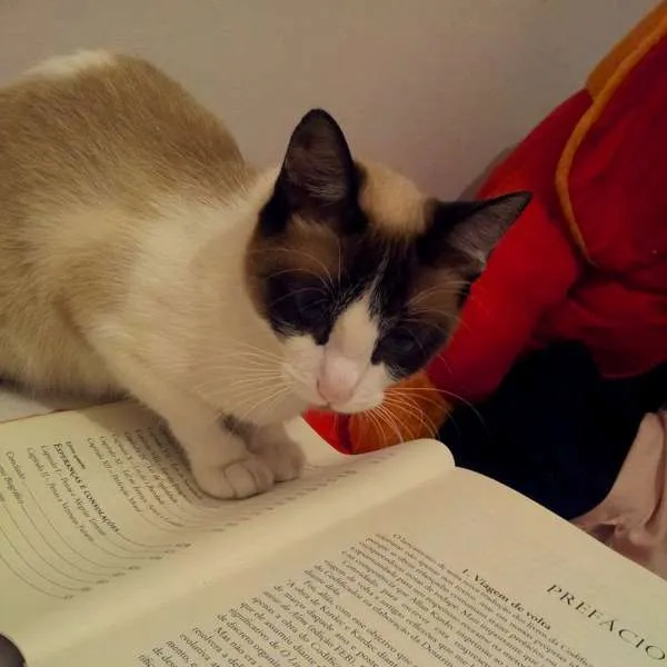 Gato ra a Sem idade 3 anos nome Kika e Bella