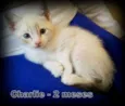 Charlie