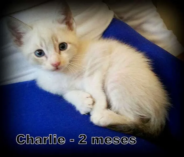 Gato ra a SRD idade 2 a 6 meses nome Charlie