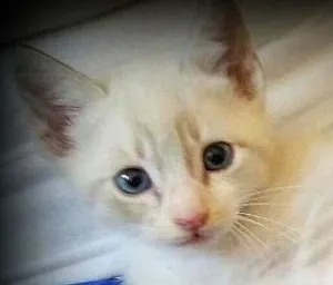 Gato raça SRD idade 2 a 6 meses nome Charlie