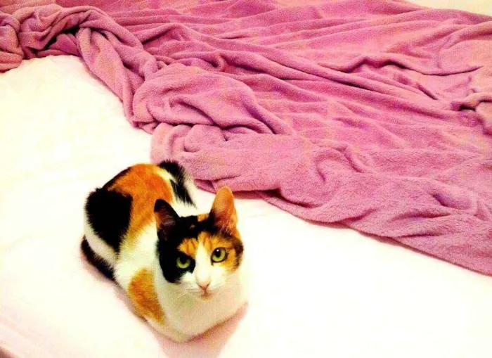 Gato ra a Sem idade 3 anos nome Kika e Bella