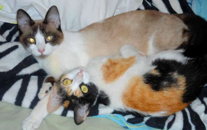 Gato ra a Sem idade 3 anos nome Kika e Bella