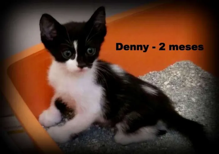 Gato ra a SRD idade 2 a 6 meses nome Denny