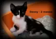 Denny