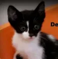 Denny