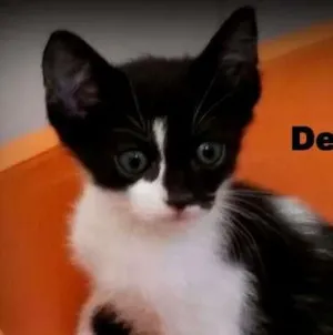 Gato raça SRD idade 2 a 6 meses nome Denny