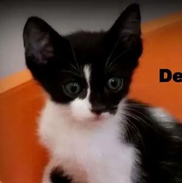 Gato ra a SRD idade 2 a 6 meses nome Denny