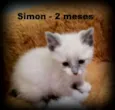 Simon