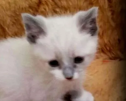 Gato ra a SRD idade 2 a 6 meses nome Simon