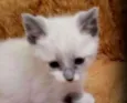 Simon
