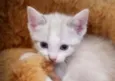 Mia