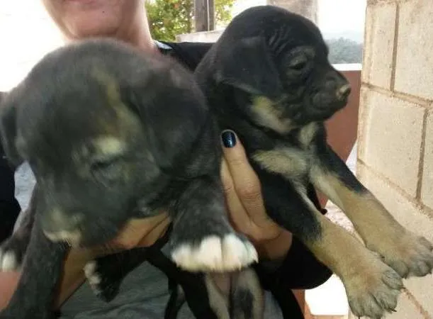 Cachorro ra a Sem raça idade Abaixo de 2 meses nome Sem nomes