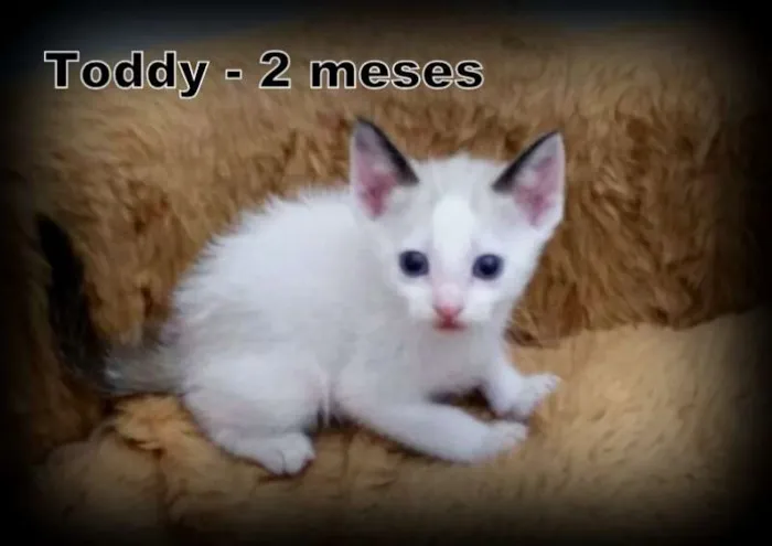 Gato ra a SRD idade 2 a 6 meses nome Toddy