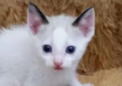 Gato ra a SRD idade 2 a 6 meses nome Toddy