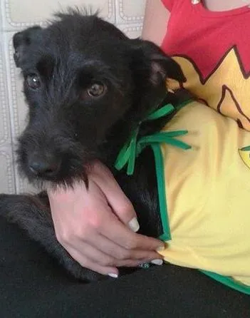 Cachorro ra a Vira-lata idade 1 ano nome Mafalda