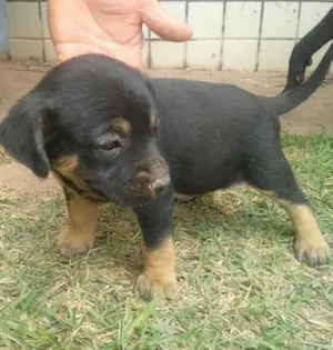 Cachorro raça Sem raça idade Abaixo de 2 meses nome Sem nomes