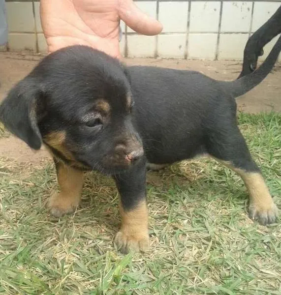 Cachorro ra a Sem raça idade Abaixo de 2 meses nome Sem nomes