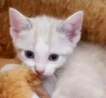 Gato raça SRD idade 2 a 6 meses nome Mia