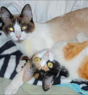 Gato raça Sem idade 3 anos nome Kika e Bella