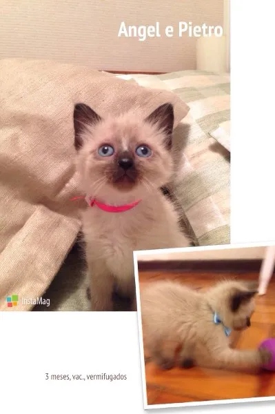 Gato ra a SRD idade 2 a 6 meses nome Angel e Pietro