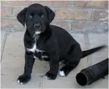 Cachorro ra a SRD idade 7 a 11 meses nome Cirilo