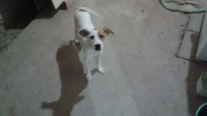 Cachorro raça vira lata idade 2 a 6 meses nome PRINCESA