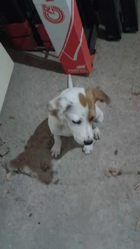 Cachorro raça vira lata idade 2 a 6 meses nome PRINCESA