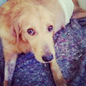 Cachorro raça Vira lata idade 1 ano nome Layla