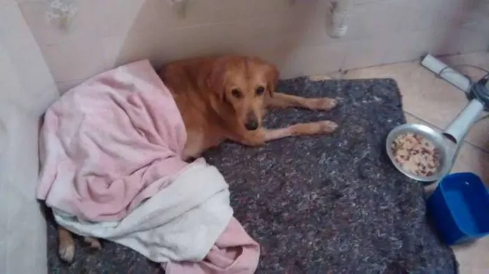 Cachorro ra a Vira lata idade 1 ano nome Layla